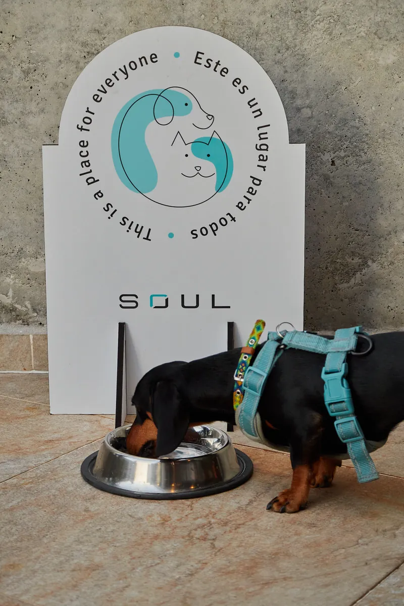 Guest with a dog at the pet friendly Soul Lifestyle Apartments in Medellín