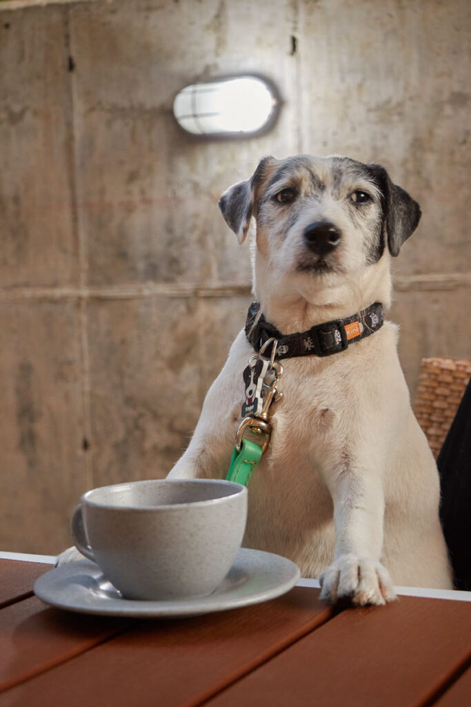 Family & Pet Friendly